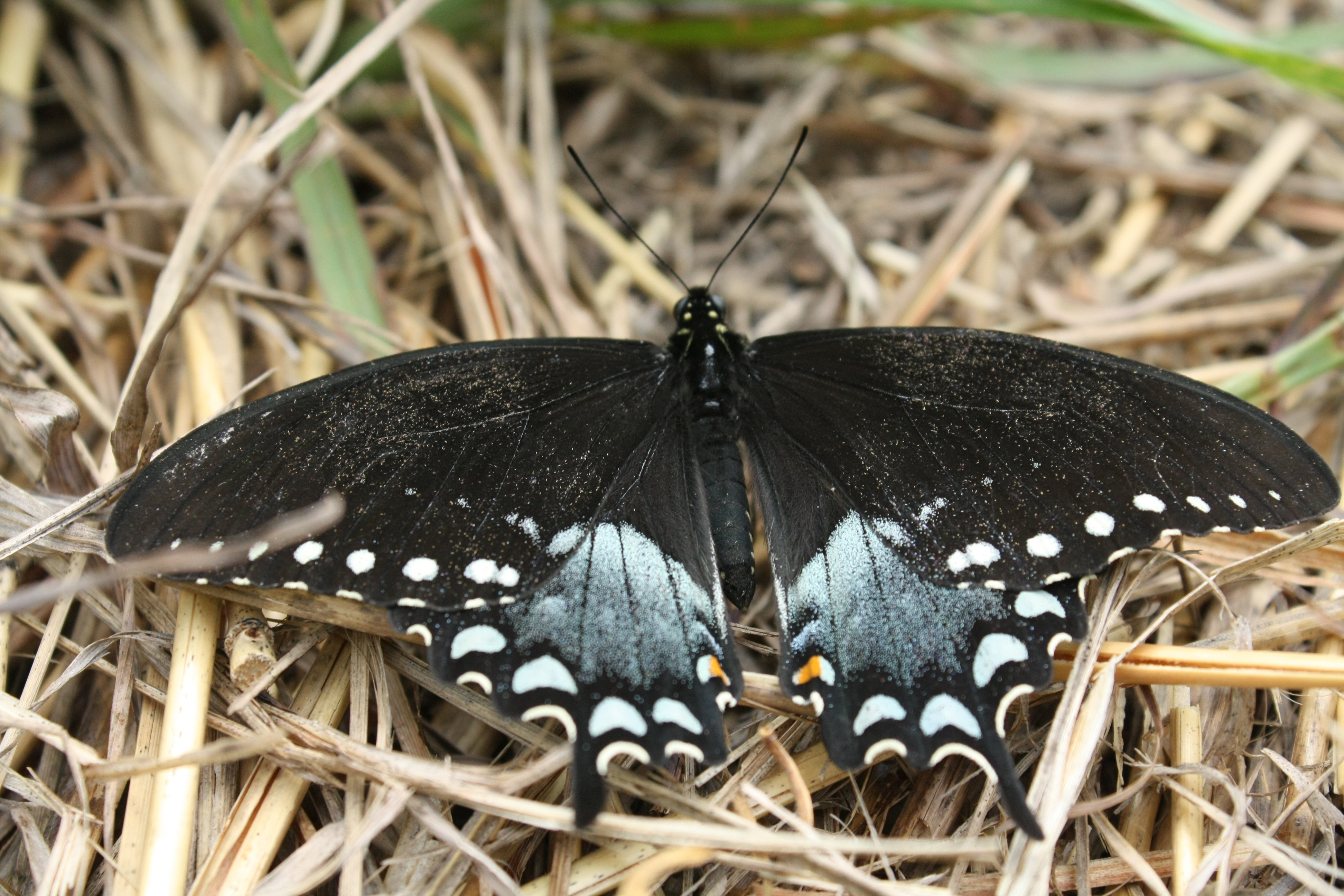 Spicebush Swallowtail