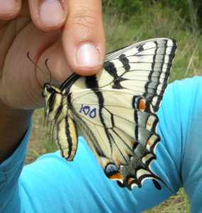 Marked Eastern Tiger