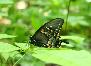 Marked Spicebush
