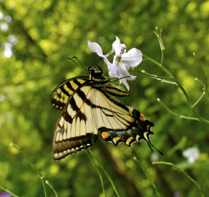 Eastern Tiger Swallowtail