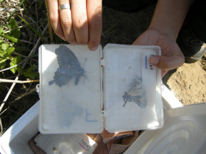 Butterflies in Glassine Envelopes