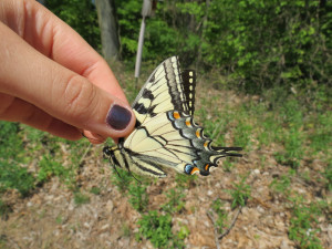 Holding Butterfly