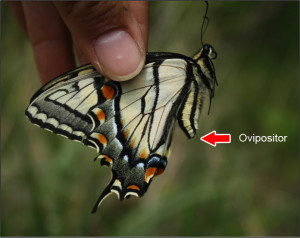 Female Eastern Tiger Swallowtail