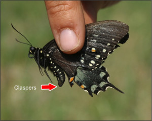 Male Spicebush Swallowtail