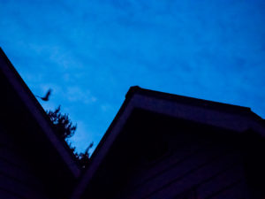 Bat in Flight