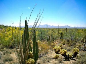 Sonoran Desert