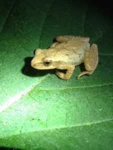 Spring Peeper