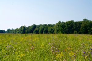 Field Site