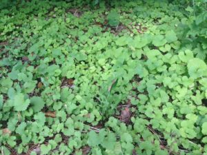 Garlic Mustard