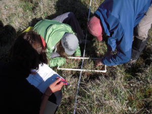 Identifying Tundra Plants