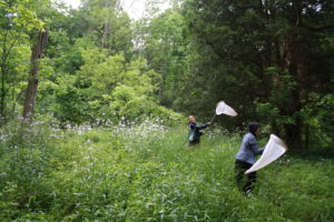 Catching Butterflies
