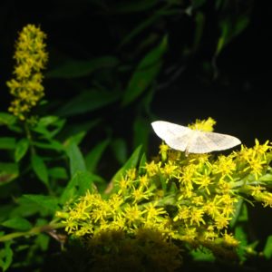 Moth on Golden Rod
