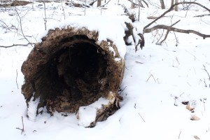 Winter Log