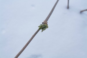 Maple Bud