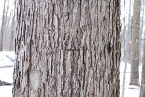 Sapsucker