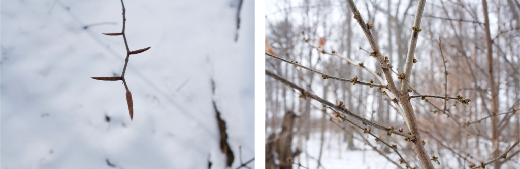 Beach and Spicebush