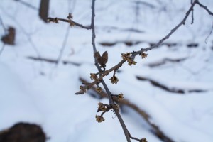 Witch Hazel