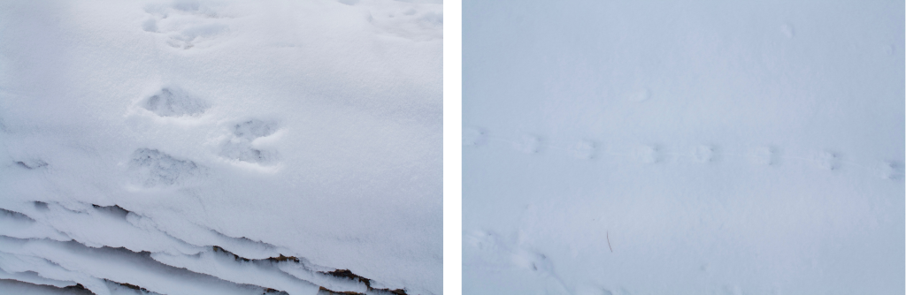 Rabbit and mouse tracks