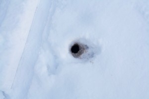 Chipmunk in the snow?