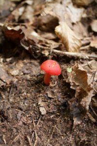 Mushroom